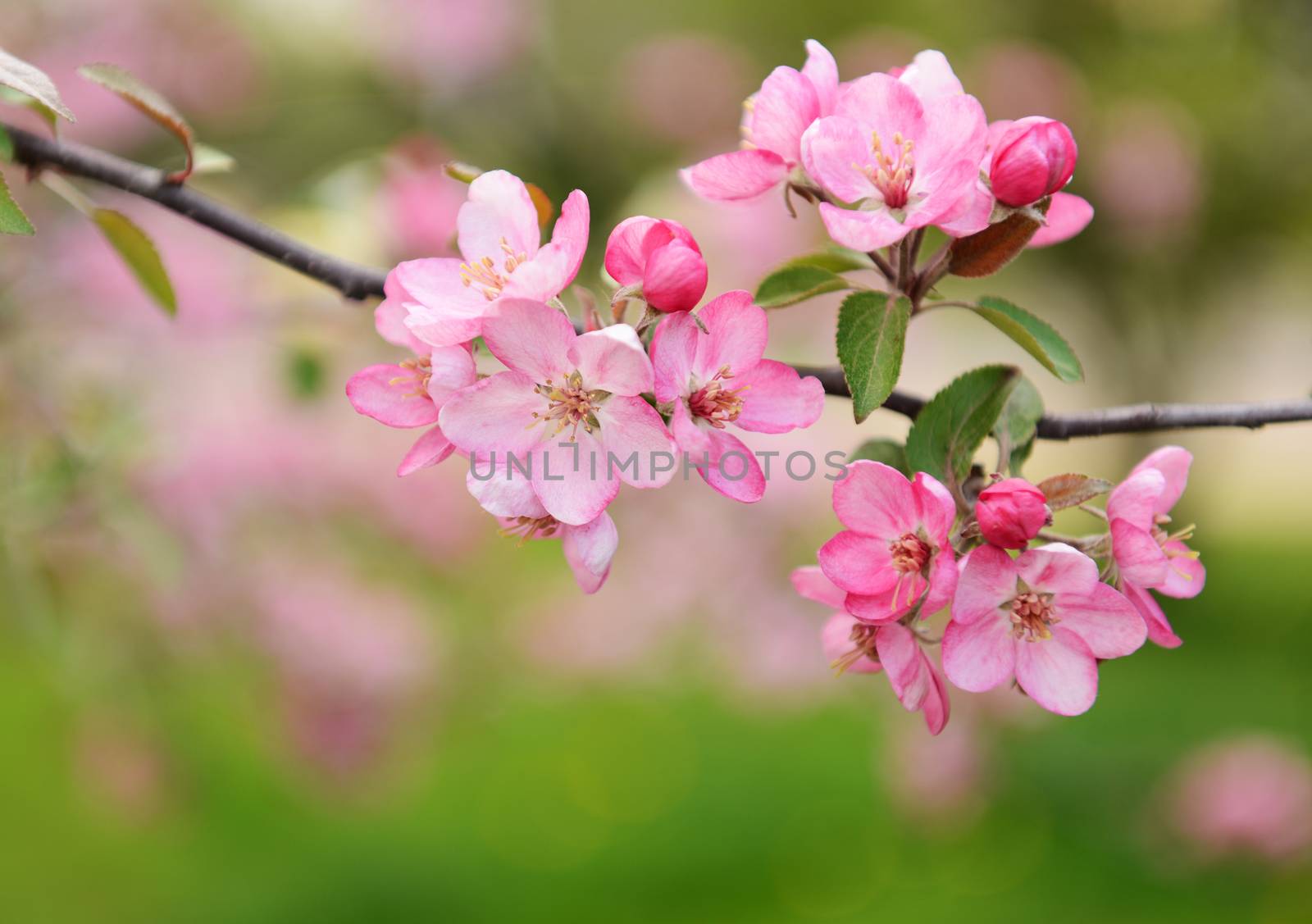 Spring flowers