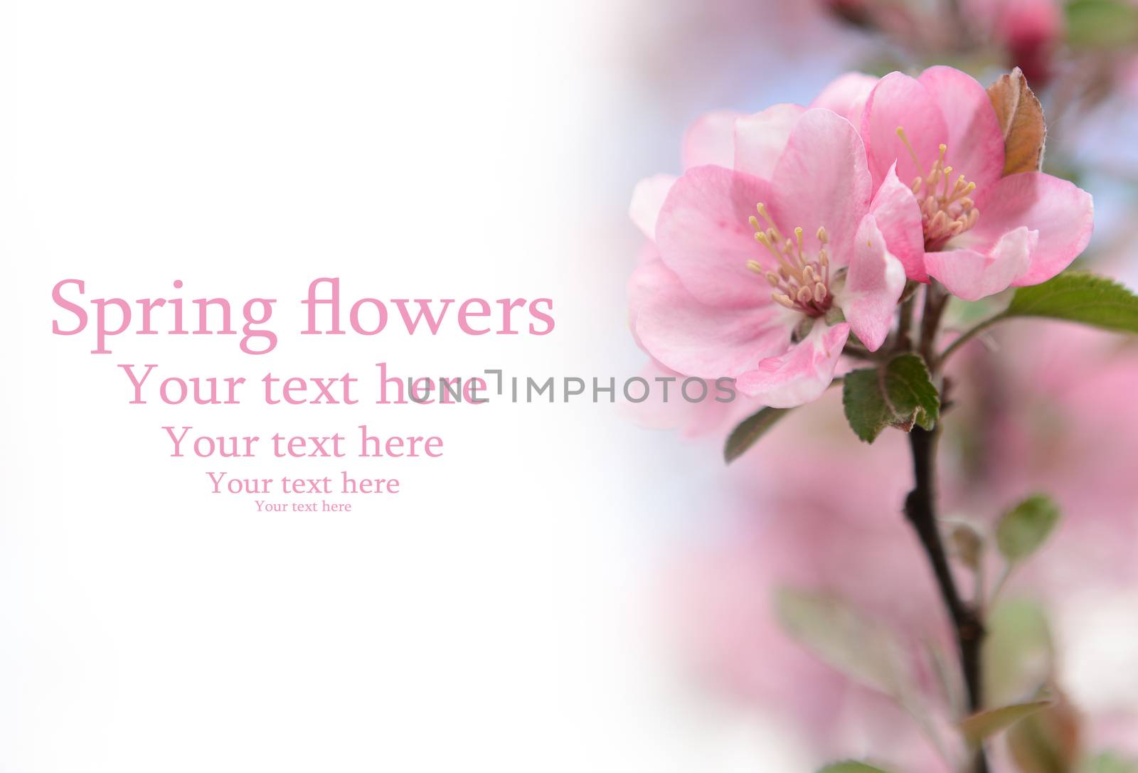 Spring flowers background with space forYour text