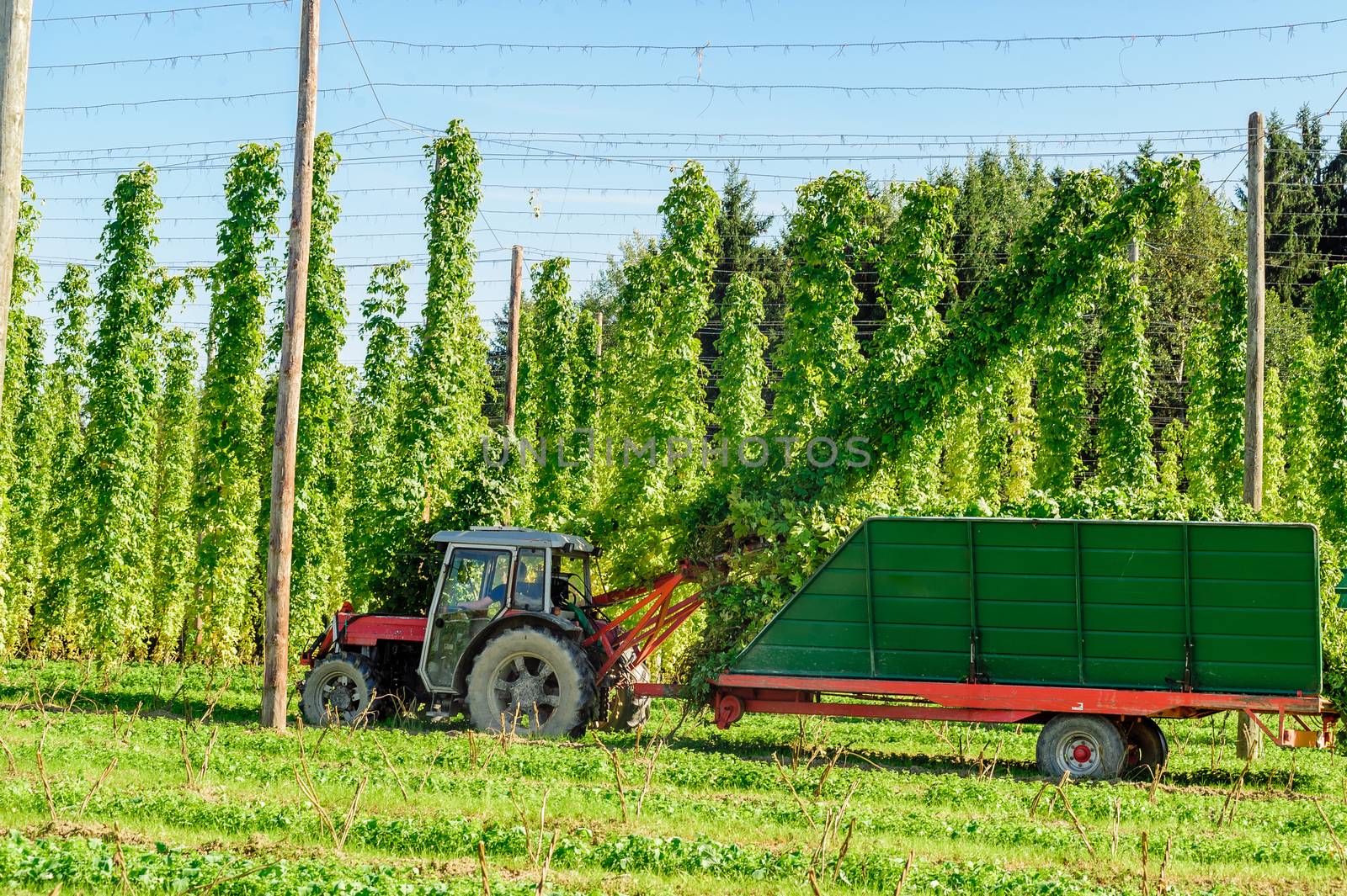 Harvesting Hop with a Truck taken in Austria
