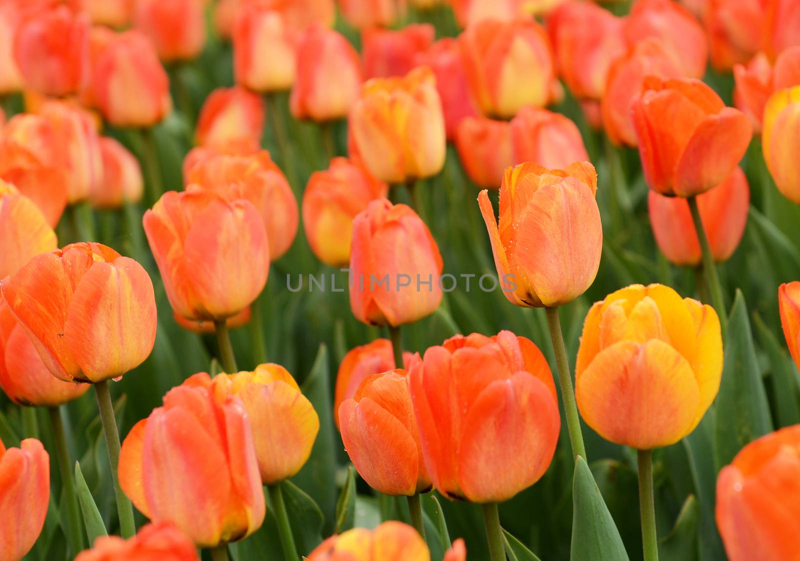 Tulip background