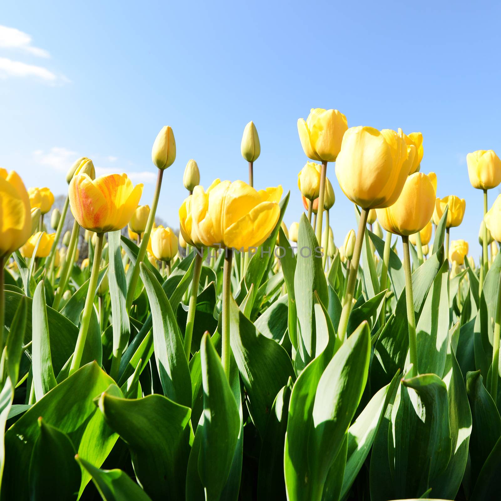 Yellow tulips