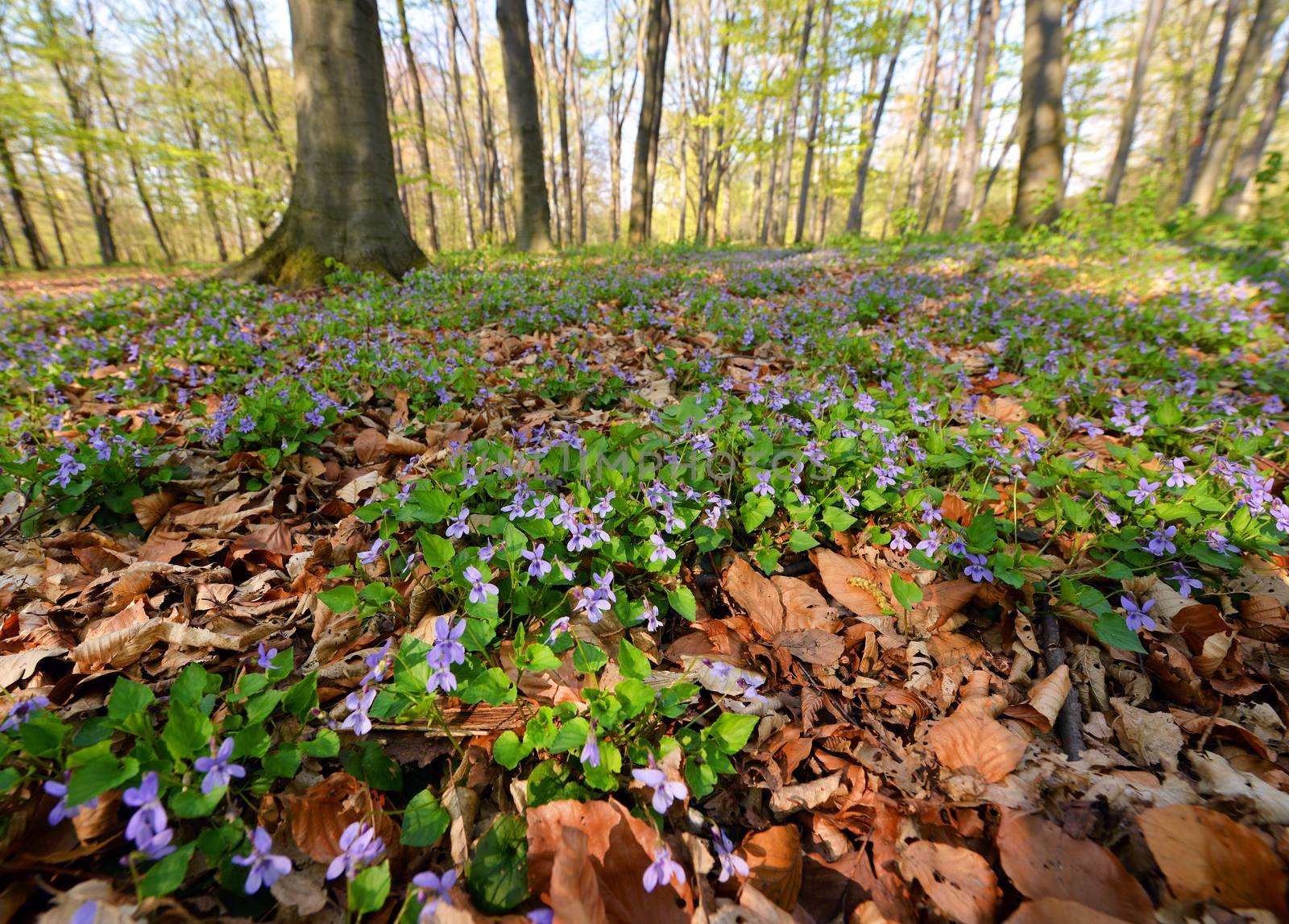 Beautiful flowers in spring forest