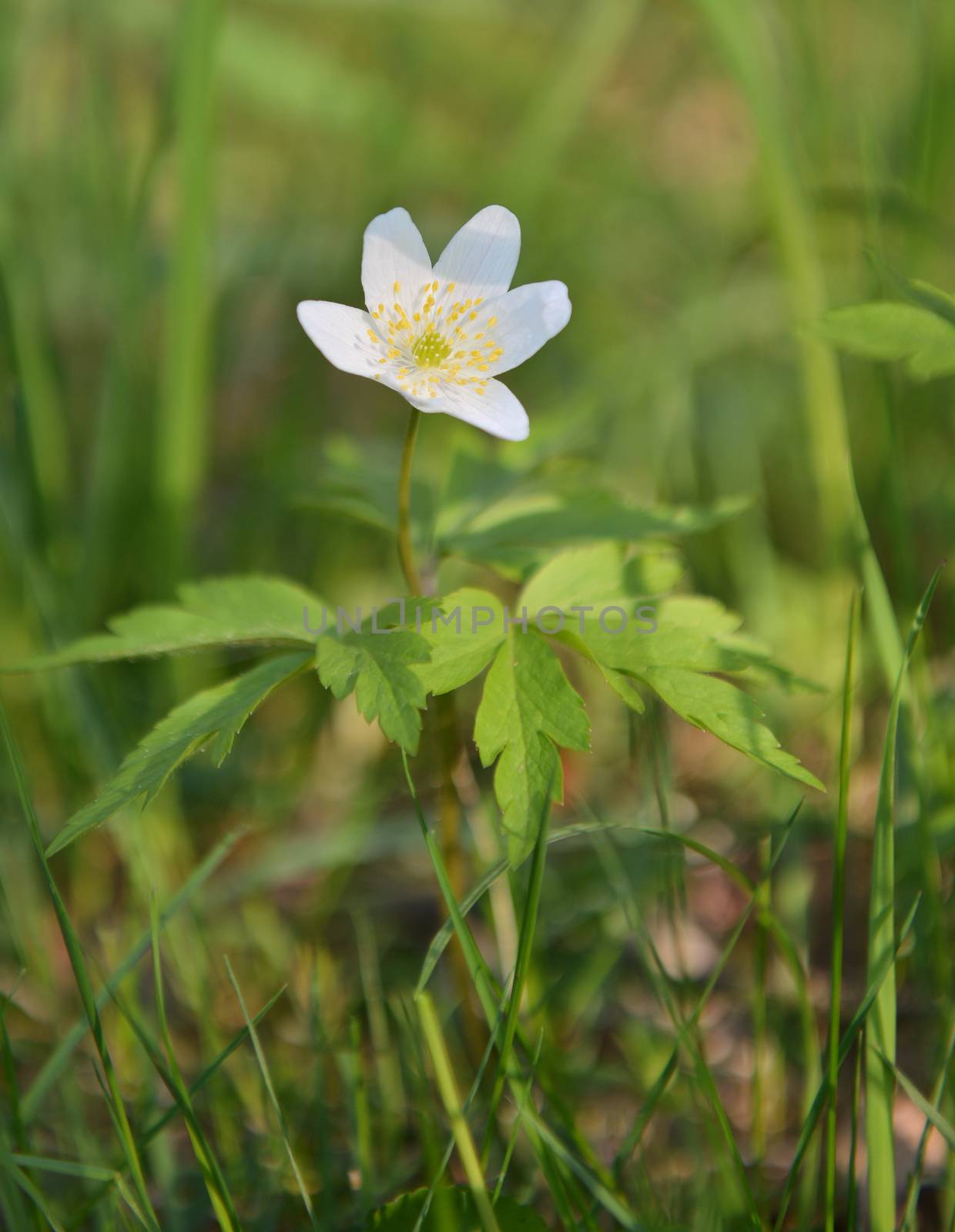 Spring flower wood anemone (anemone nemorosa)