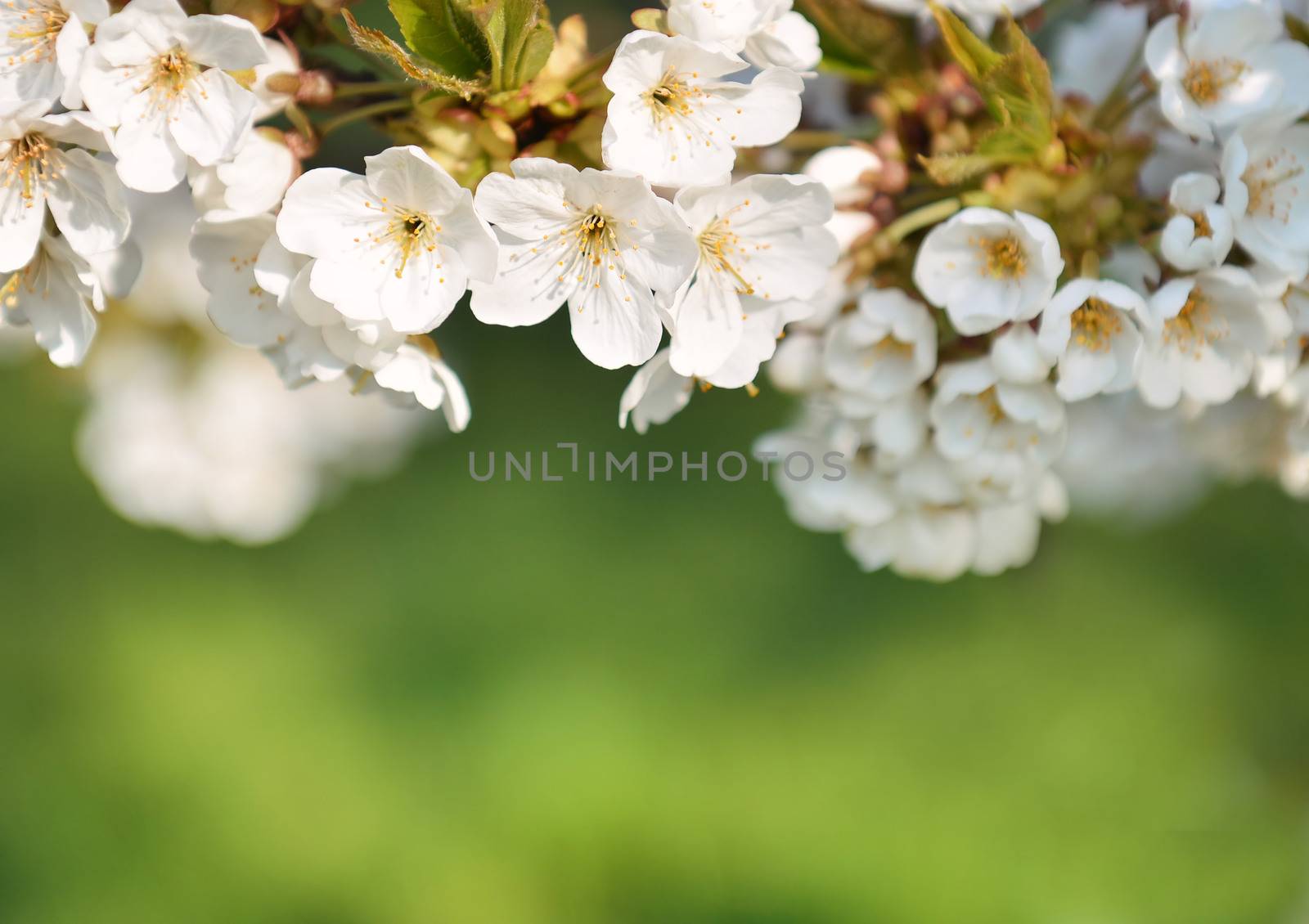 Spring flowers