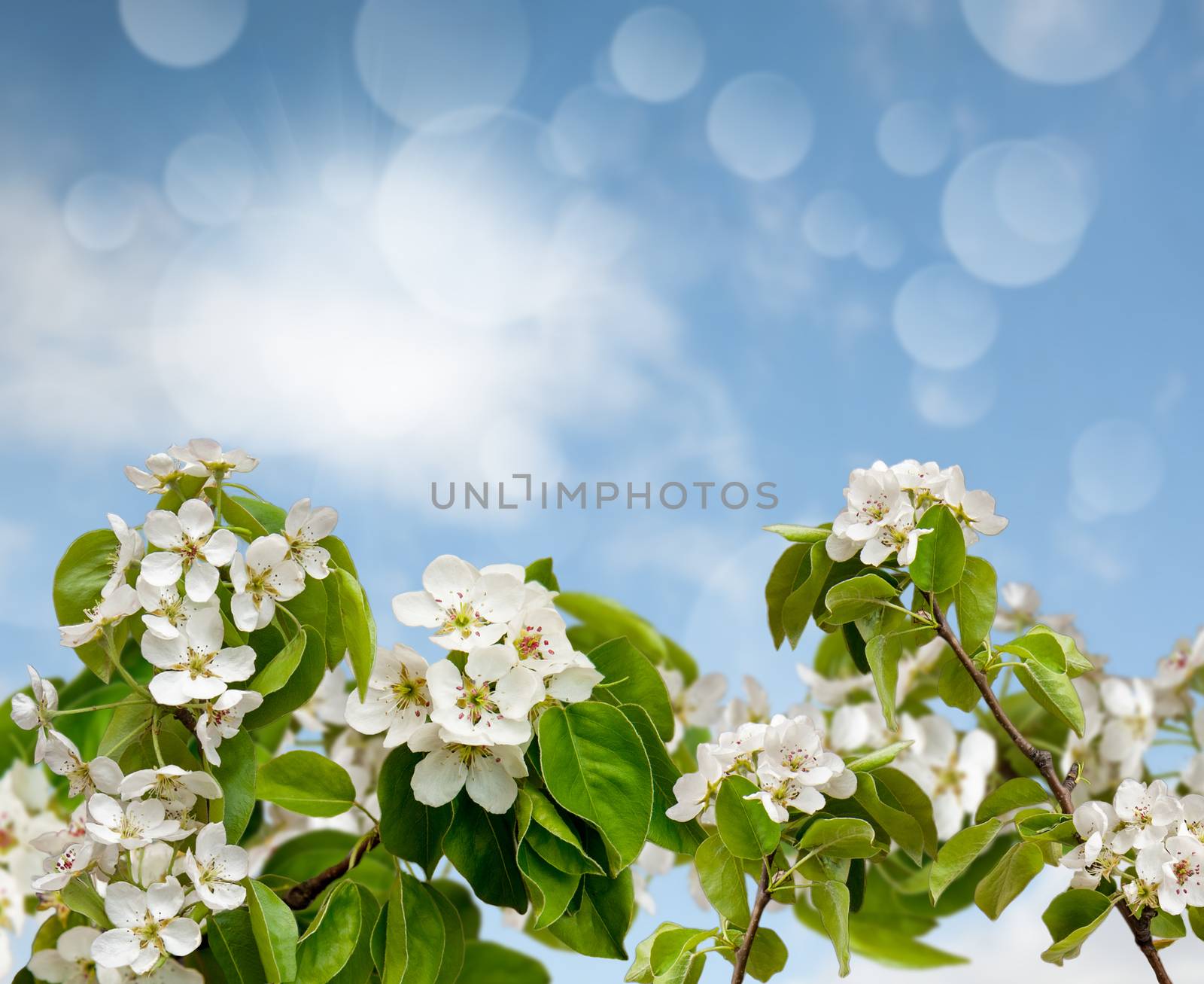 flowery branch of the Apple tree against the sky