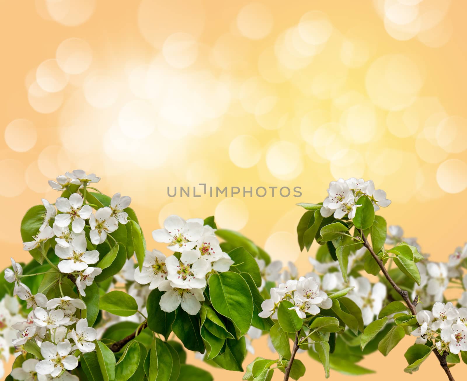 flowery branch of the Apple tree against the sky