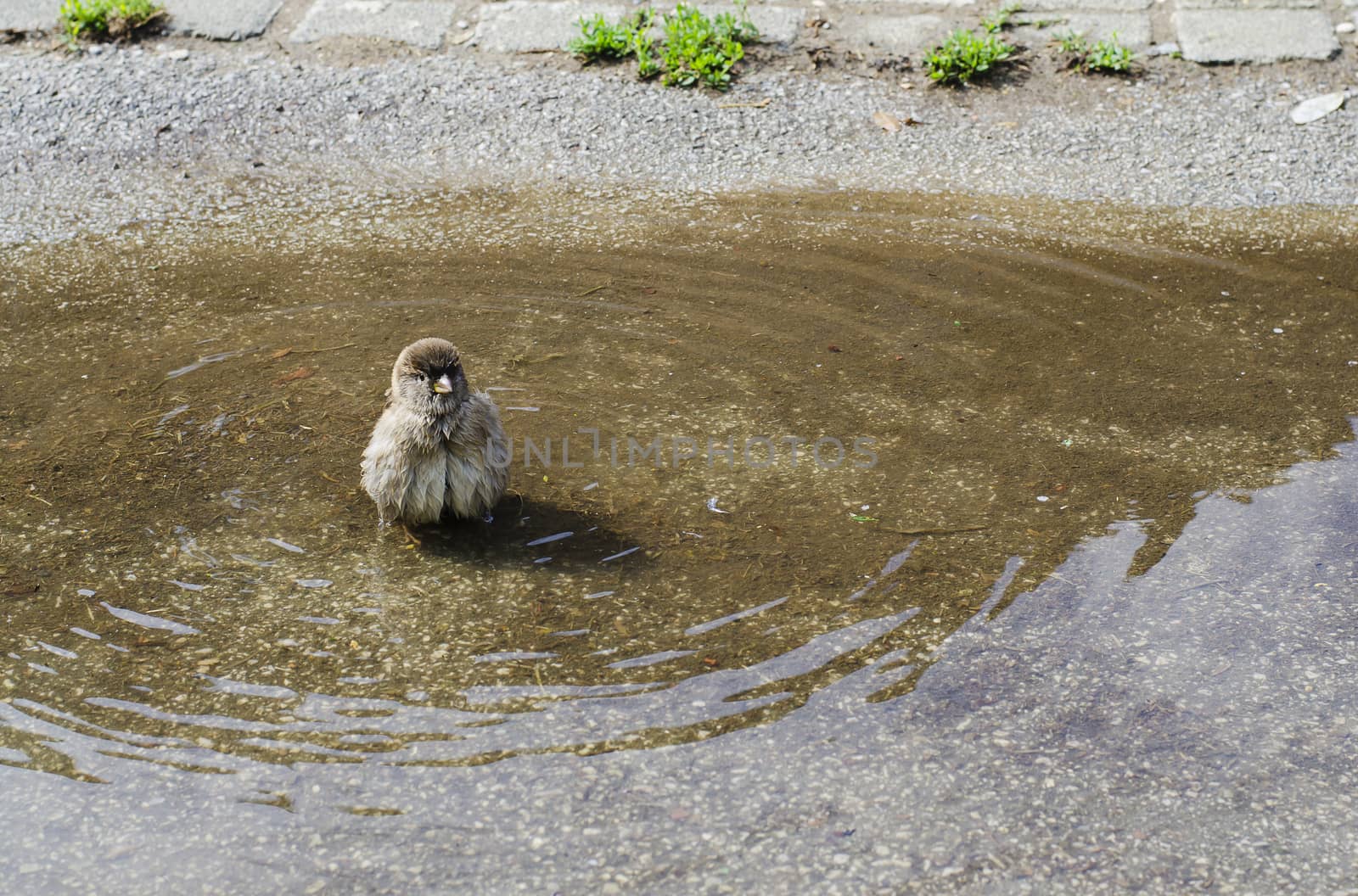 sparrow taking a bath in a pool of water by the street
