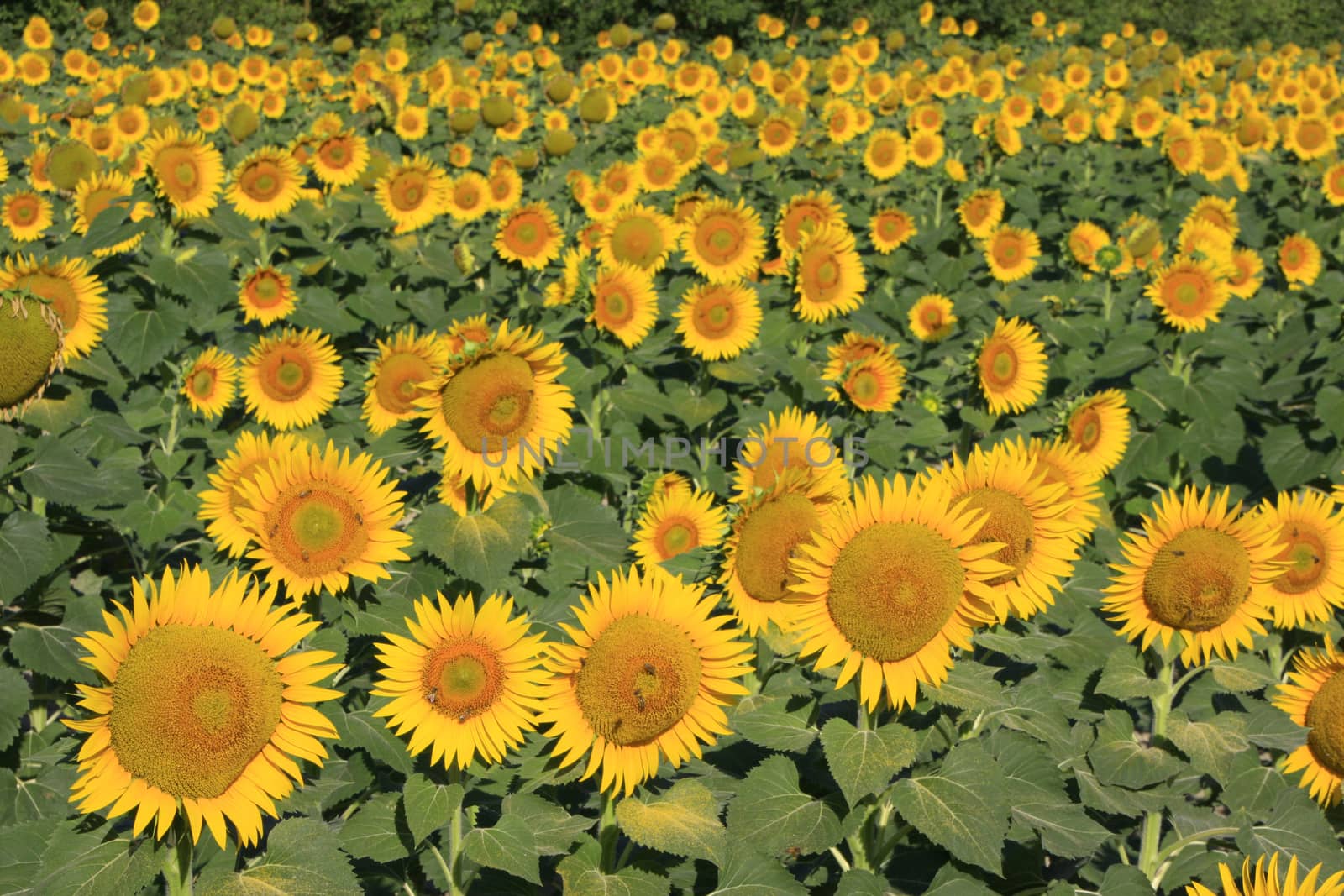 Field of sunflowers by donya_nedomam