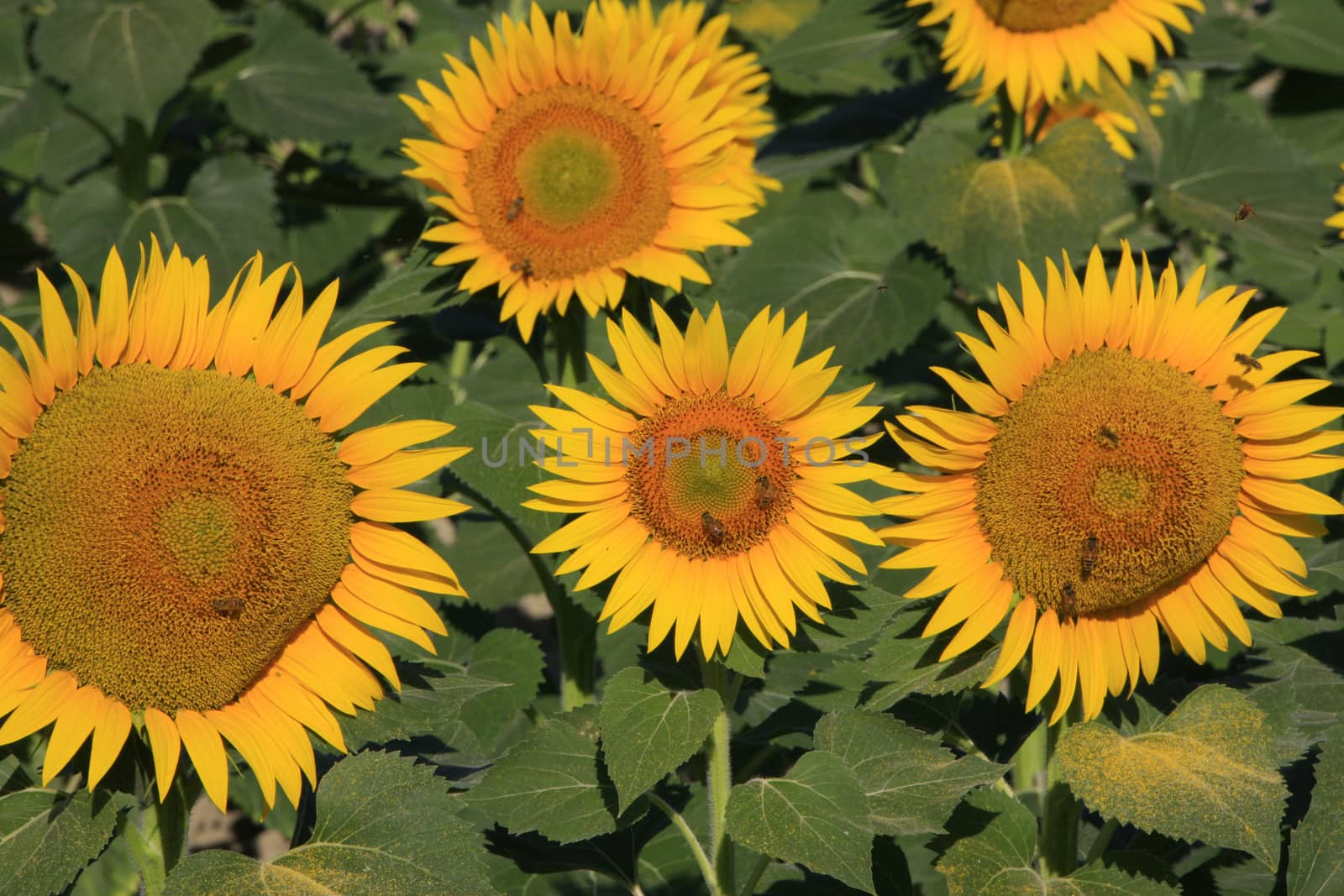 Field of sunflowers by donya_nedomam