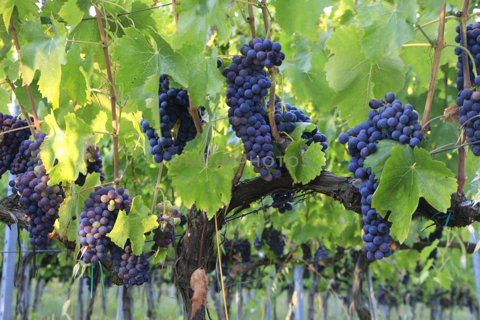 Grape bunches on a vine