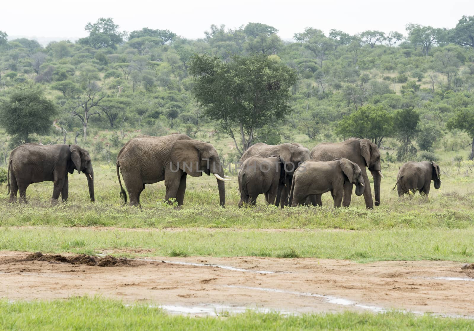 group of elephants with young  in south african wild nature