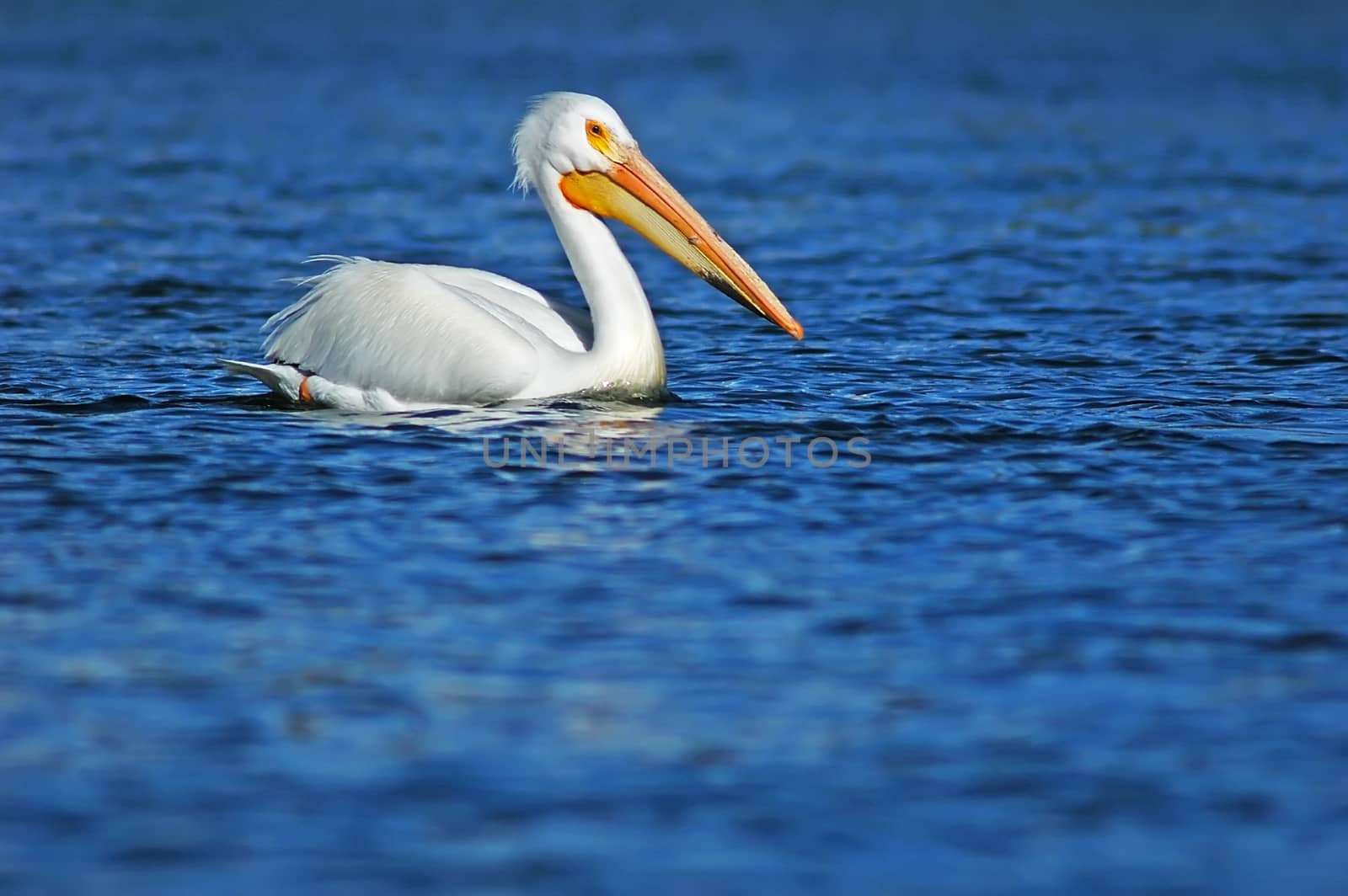 White Pelican (Pelecanus erythrorhynchos) by donya_nedomam