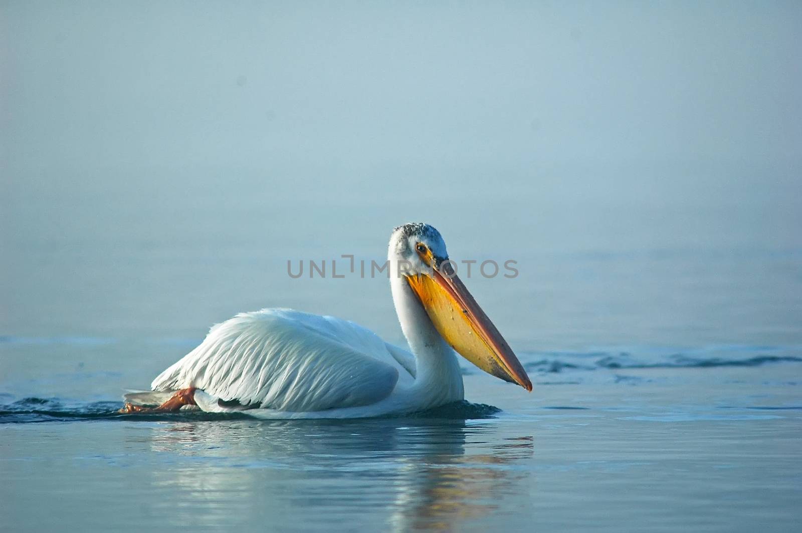 White Pelican (Pelecanus erythrorhynchos)