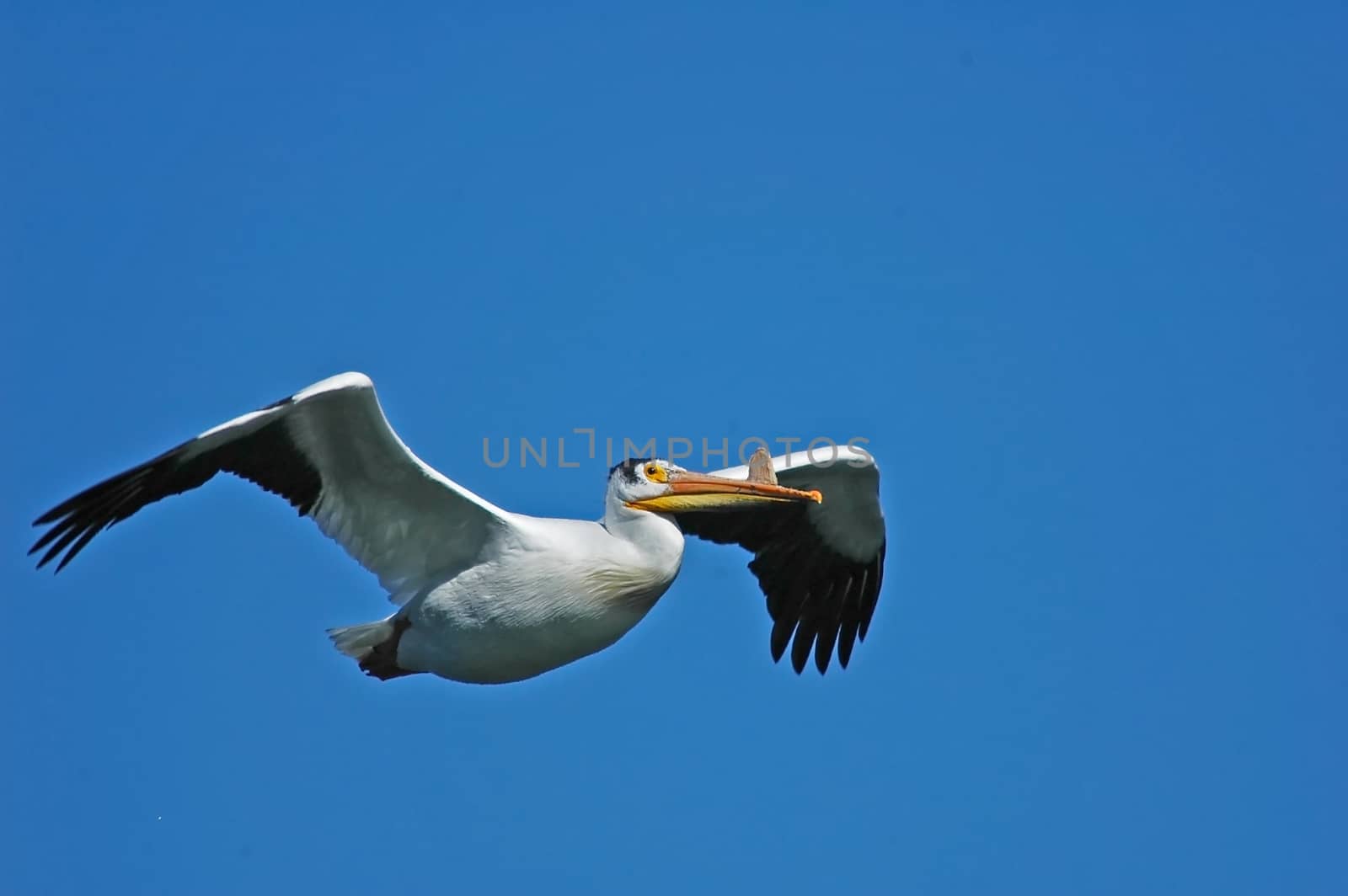 White Pelican (Pelecanus erythrorhynchos) flying by donya_nedomam