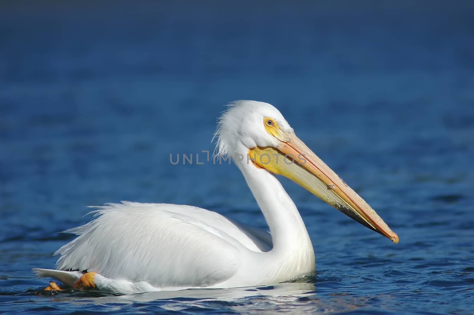 White Pelican (Pelecanus erythrorhynchos) by donya_nedomam