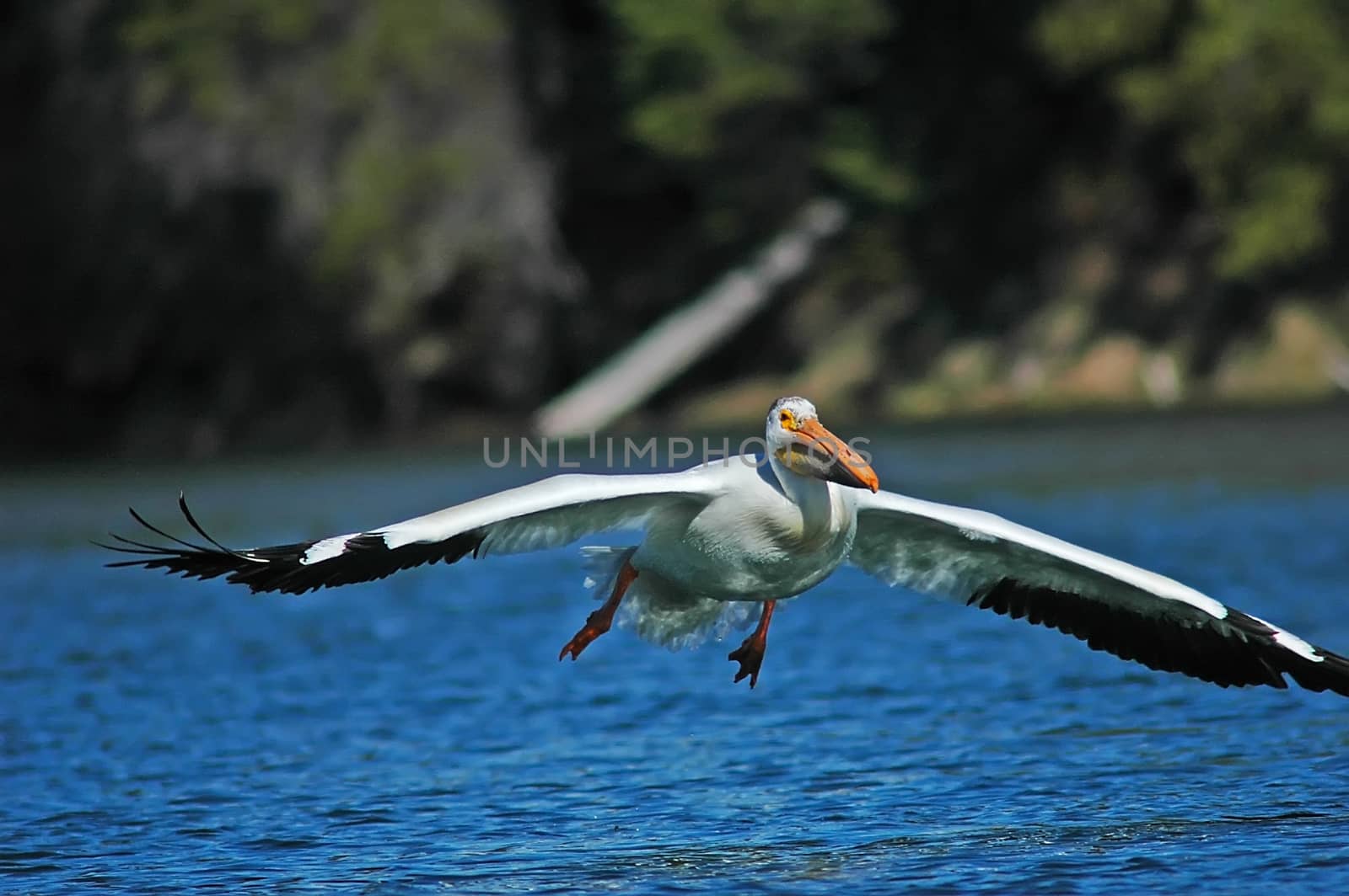 White Pelican (Pelecanus erythrorhynchos) flying by donya_nedomam
