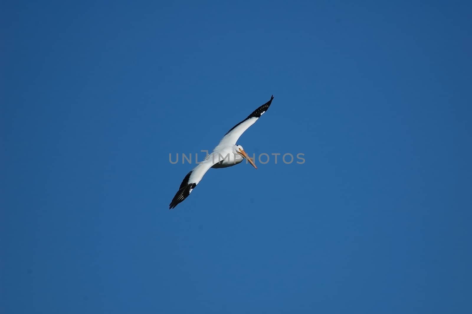 White Pelican (Pelecanus erythrorhynchos) flying by donya_nedomam