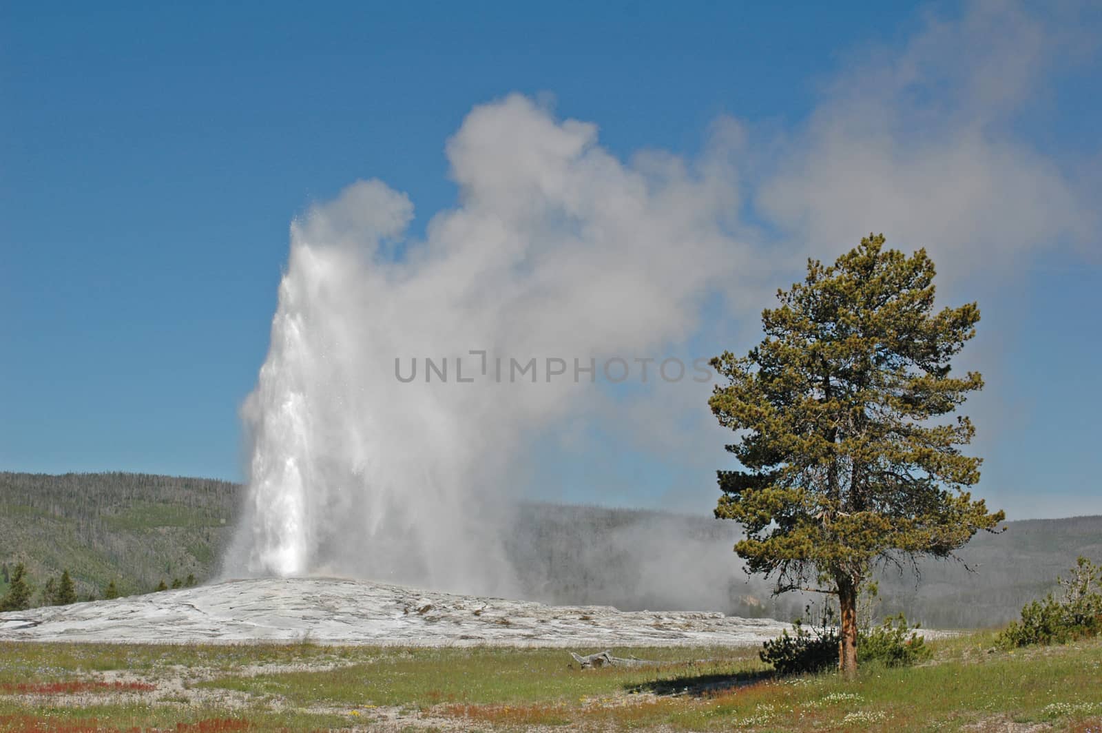 Old Faithful geyser, Yellowstone National Park, Wyoming by donya_nedomam