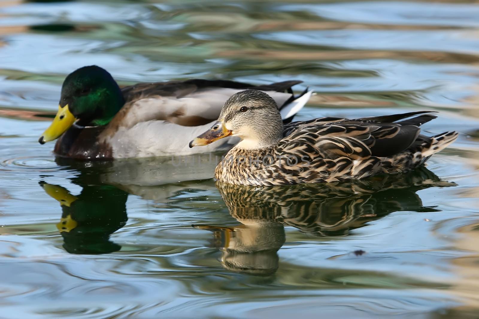 Mallard ducks (Anas platyrhynchos) male and female by donya_nedomam