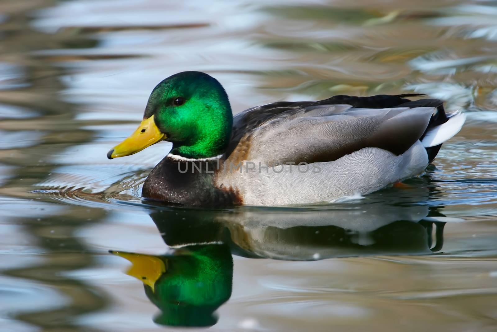 Mallard duck (Anas platyrhynchos) male by donya_nedomam