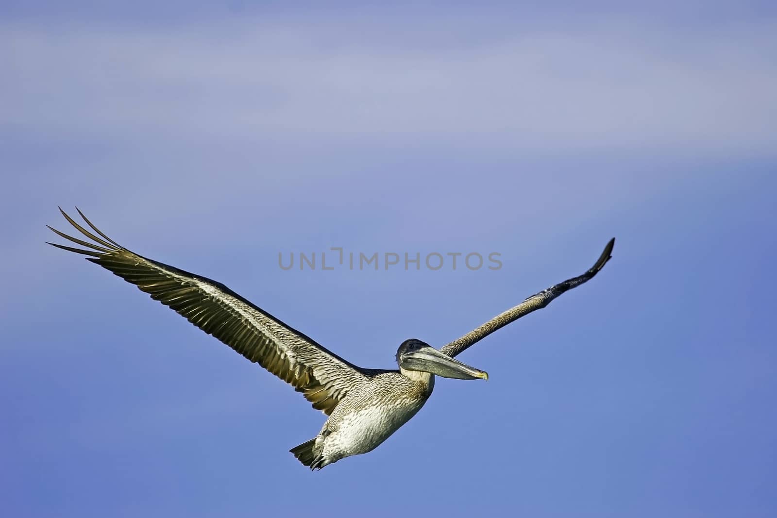 Brown Pelican (Pelecanus occidentalis) flying by donya_nedomam