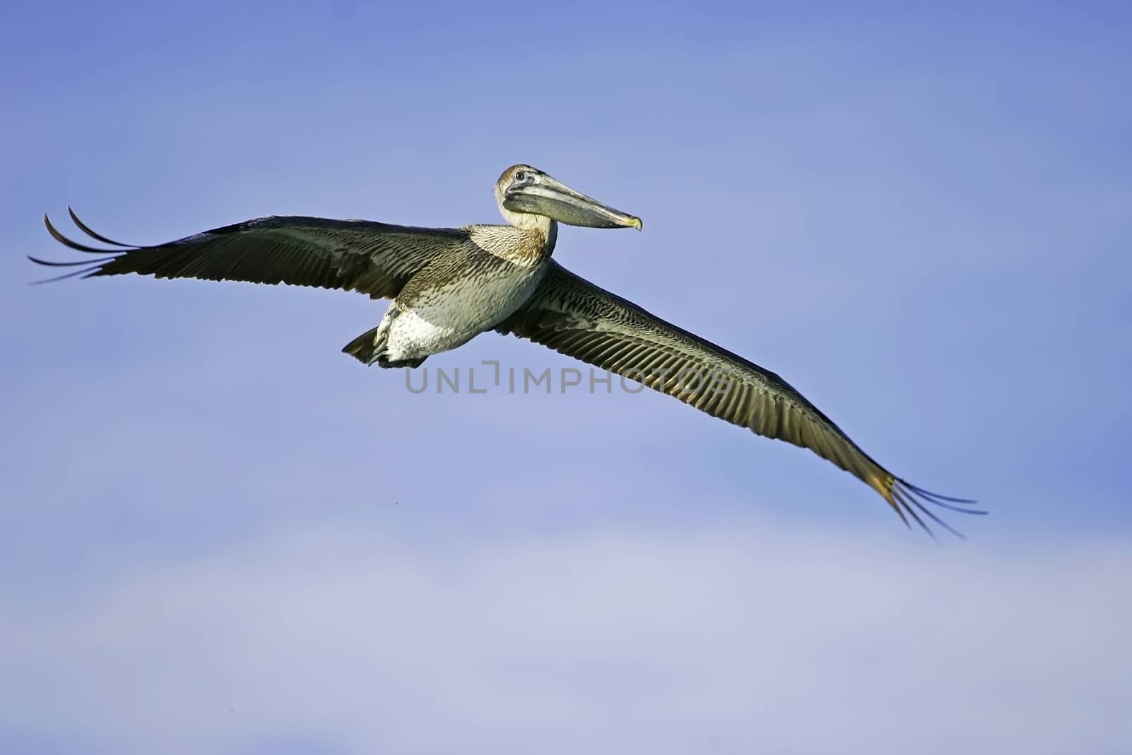 Brown Pelican (Pelecanus occidentalis) flying by donya_nedomam
