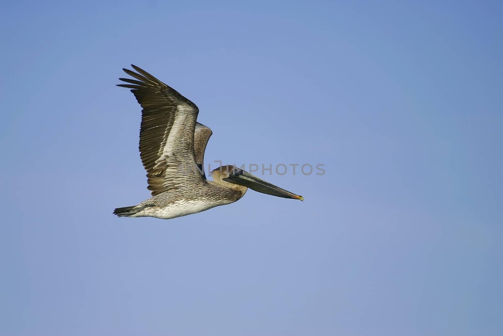 Brown Pelican (Pelecanus occidentalis) flying