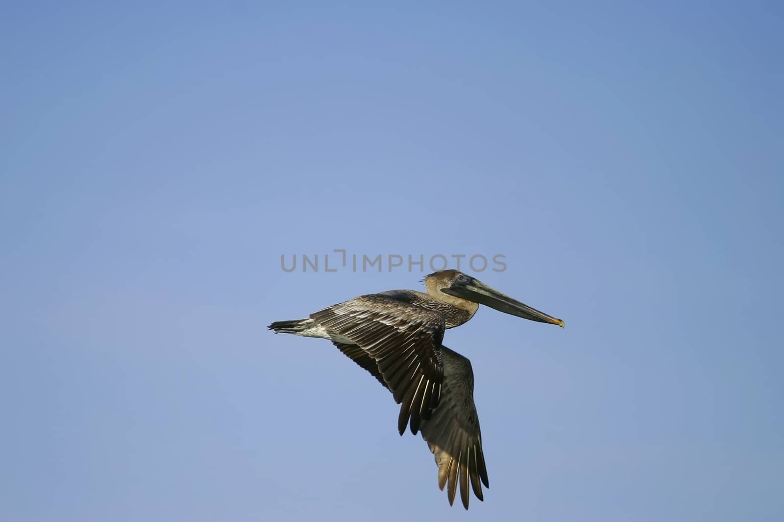 Brown Pelican (Pelecanus occidentalis) flying by donya_nedomam