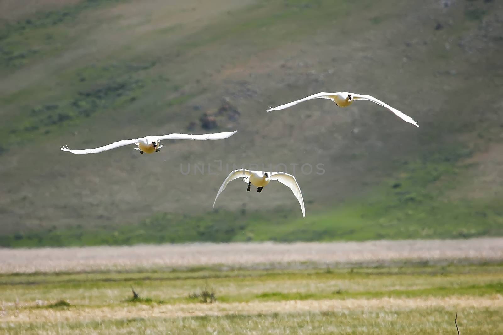 Trumpeter Swans (Cygnus buccinator) flying by donya_nedomam