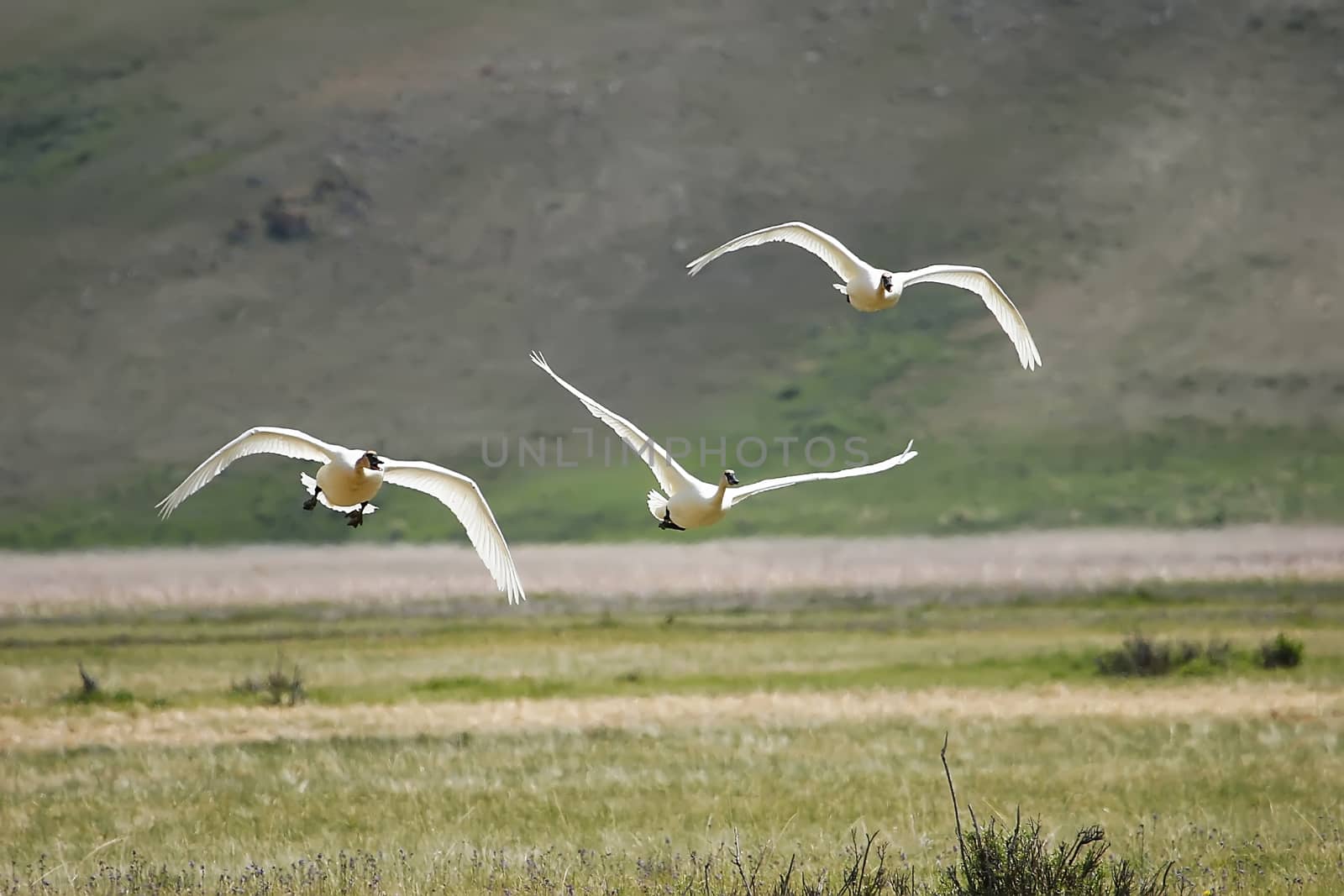 Trumpeter Swans (Cygnus buccinator) flying