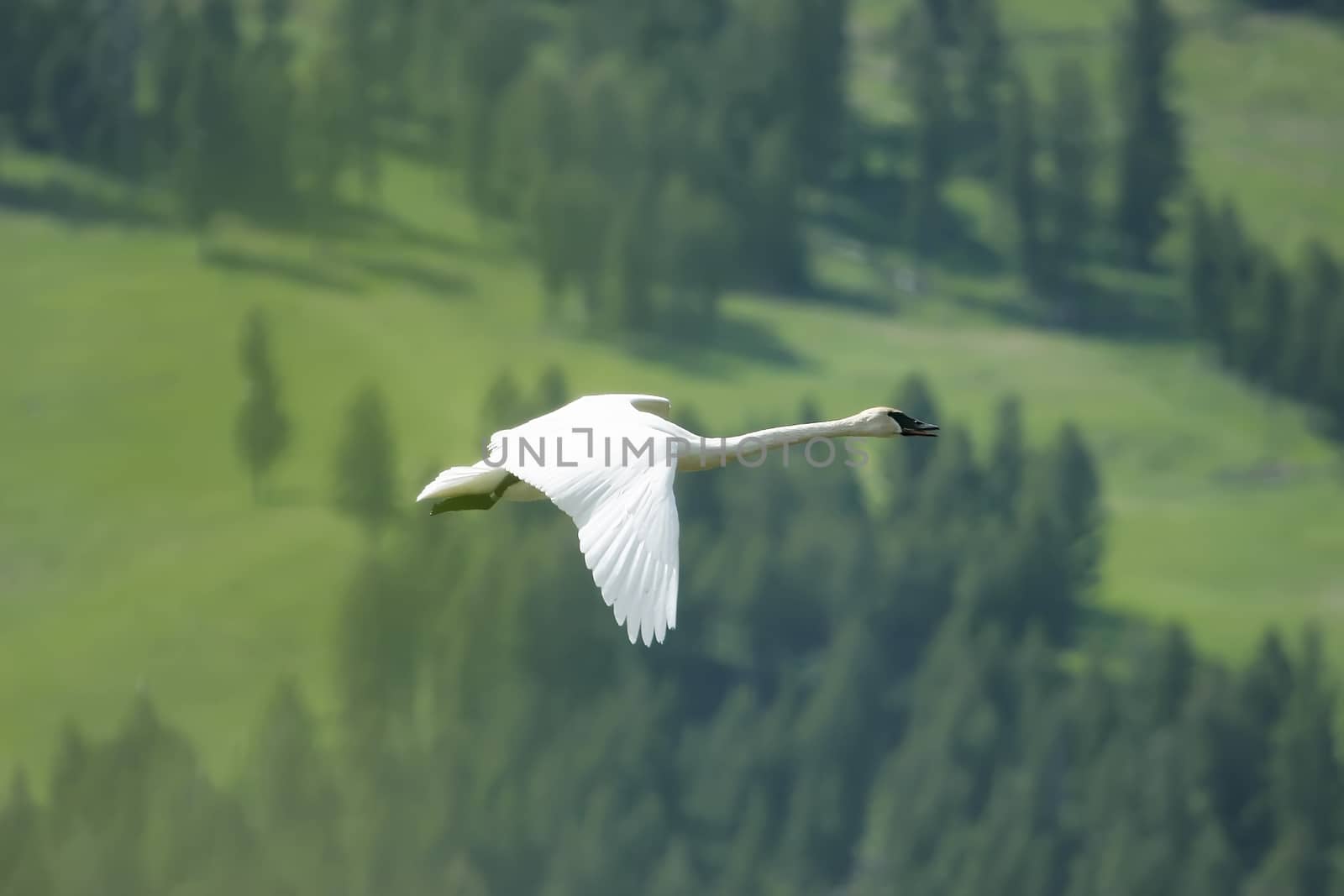 Trumpeter Swan (Cygnus buccinator) flying by donya_nedomam