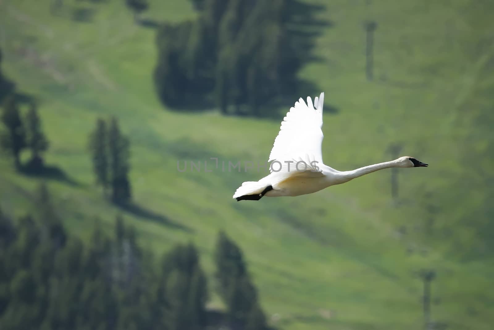 Trumpeter Swan (Cygnus buccinator) flying by donya_nedomam