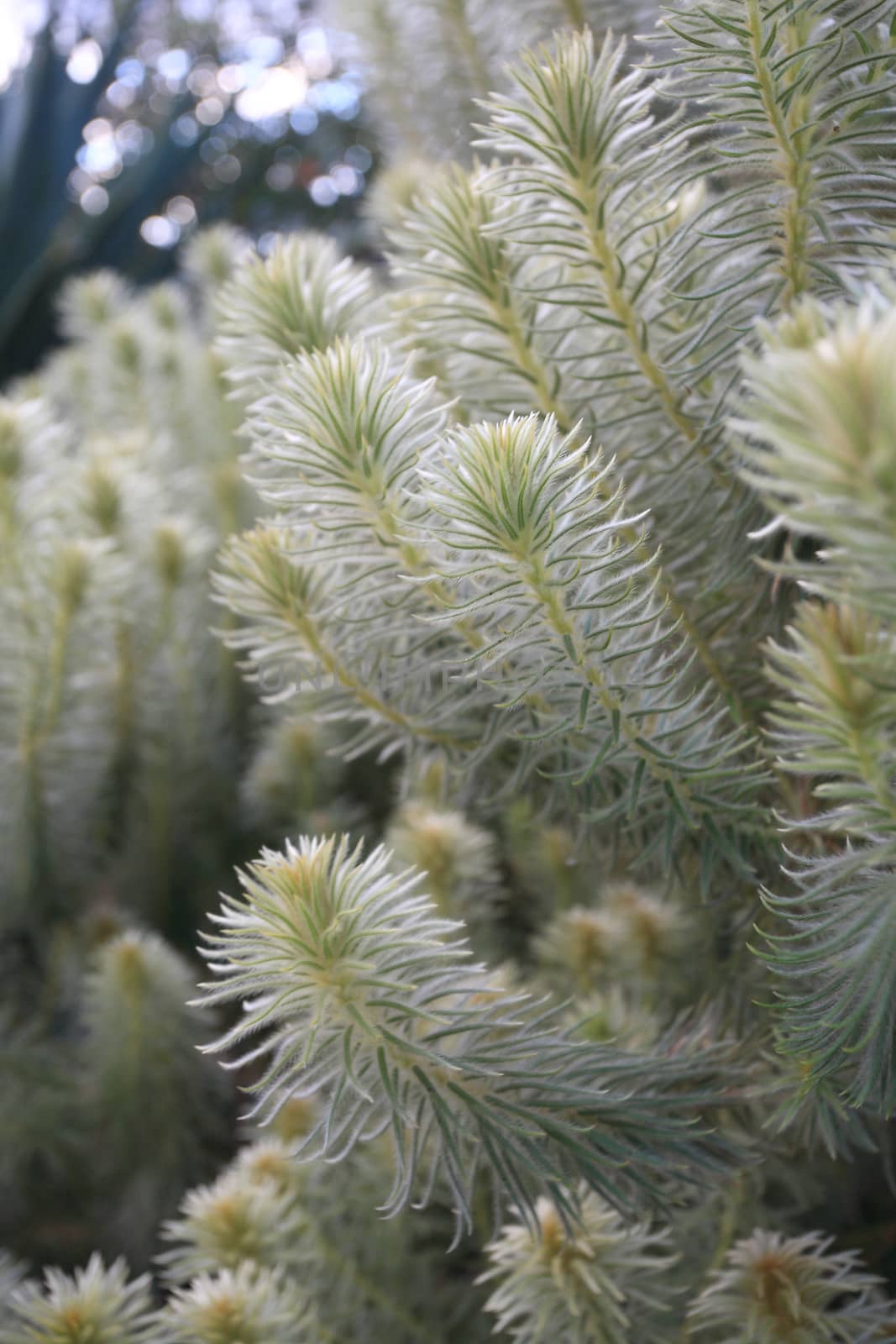 Feathery soft Flannel Bush Phylica plumosa by lovleah