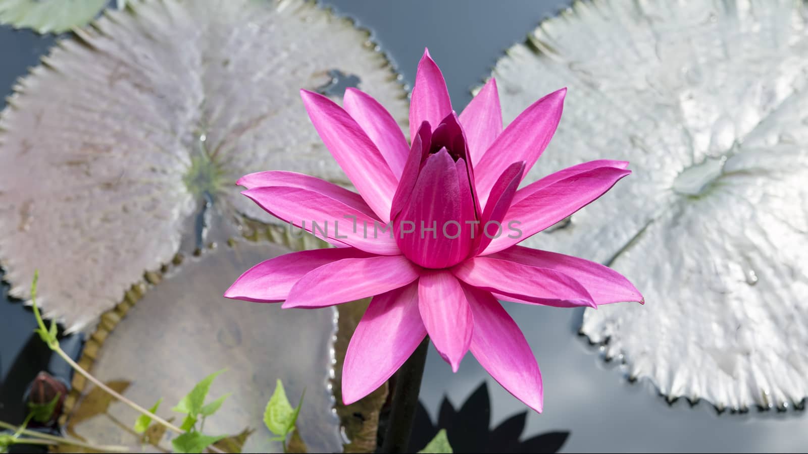 Pink Lotus with Leaves in Nong Nooch Garden, Thailand.