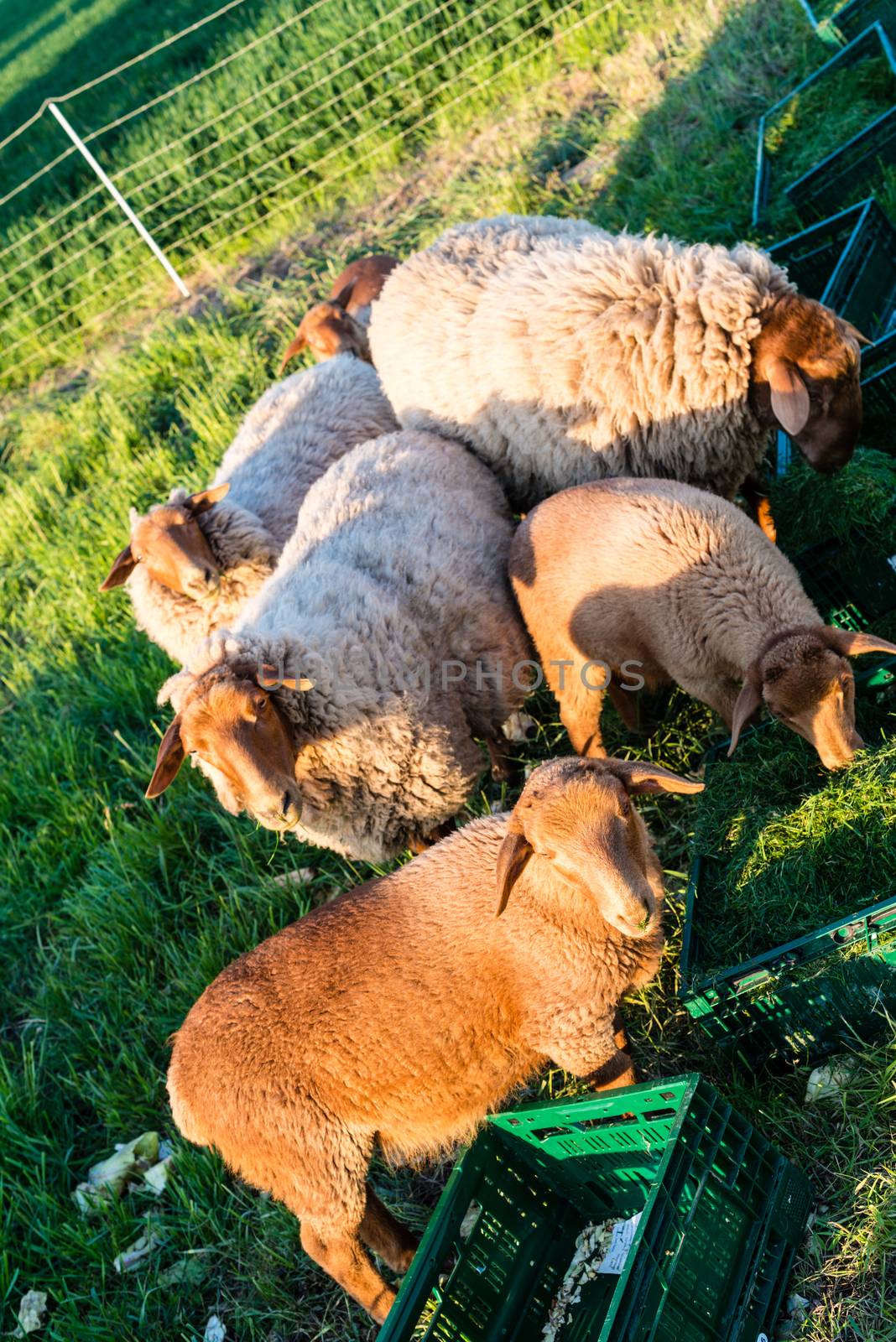 Brown sheeps are being fed at a farm