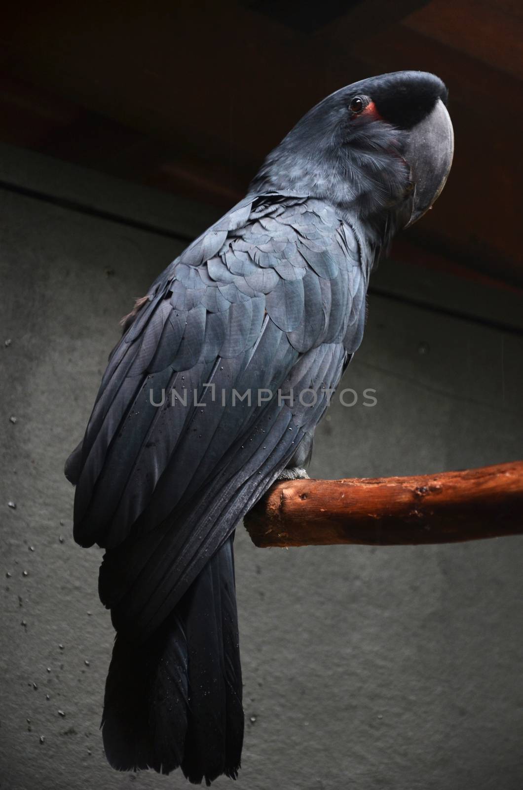 Photography of black macaw standing on the branch.