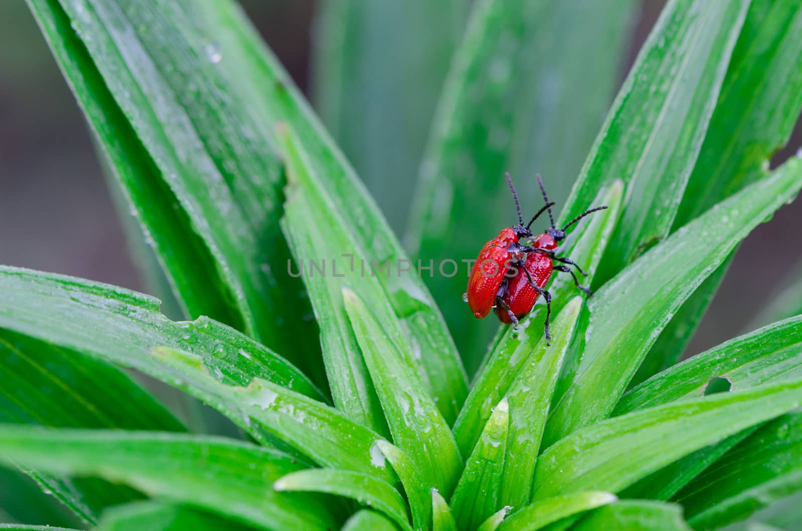 scarlet lily bettles mating on dewy plant leaves by sauletas