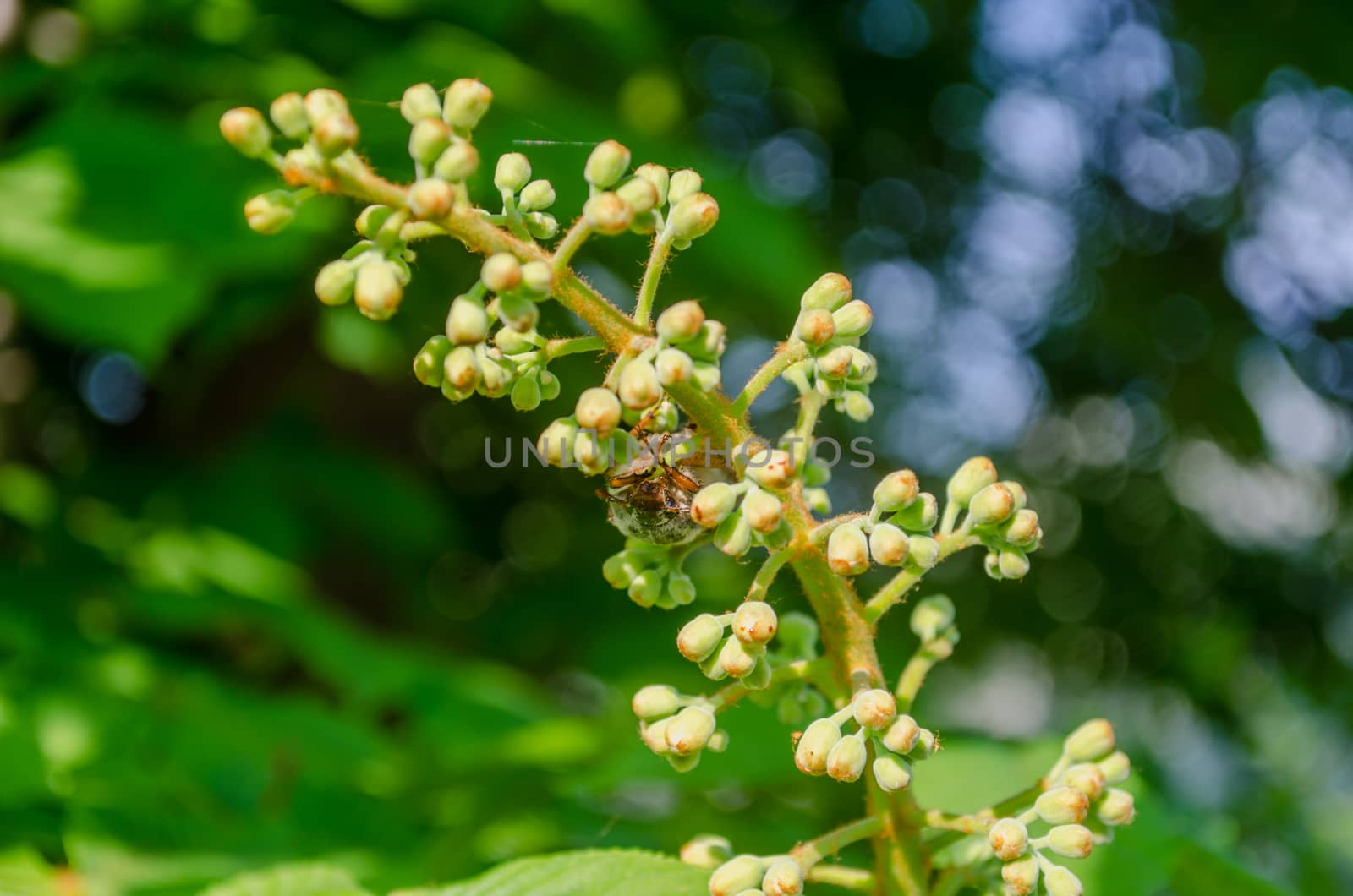 green spring chestnut inflorescence with buds by sauletas