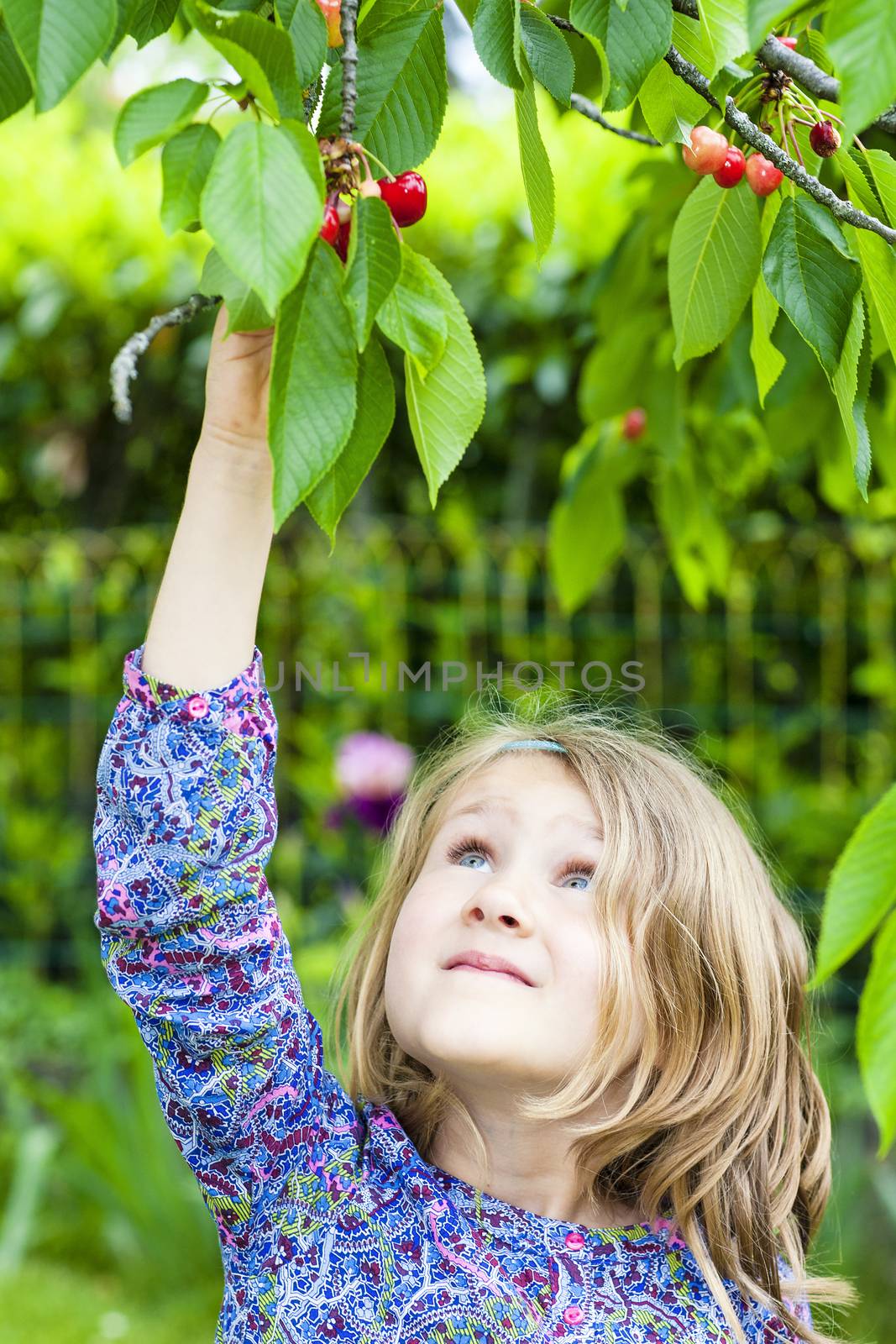 girl and cherry tree by vwalakte