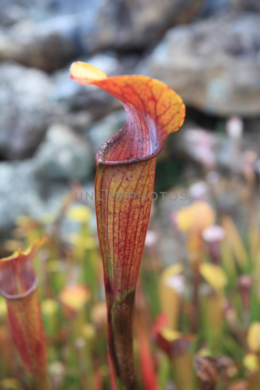 The trumpet pitcher is a carnivorous plant, its red veins attract mosquitios and other insects to it. The leaves form tall,  gracefully curved funnels, and have a  lid.   Shallow dof to blur background.