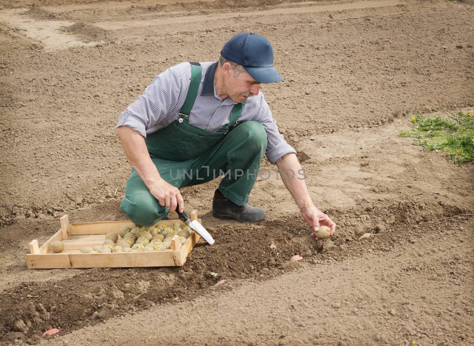 Happy farmer manually put the potatoes in the ground