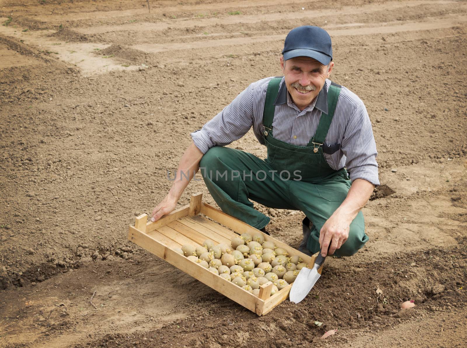 Happy farmer planting potatoes by sever180