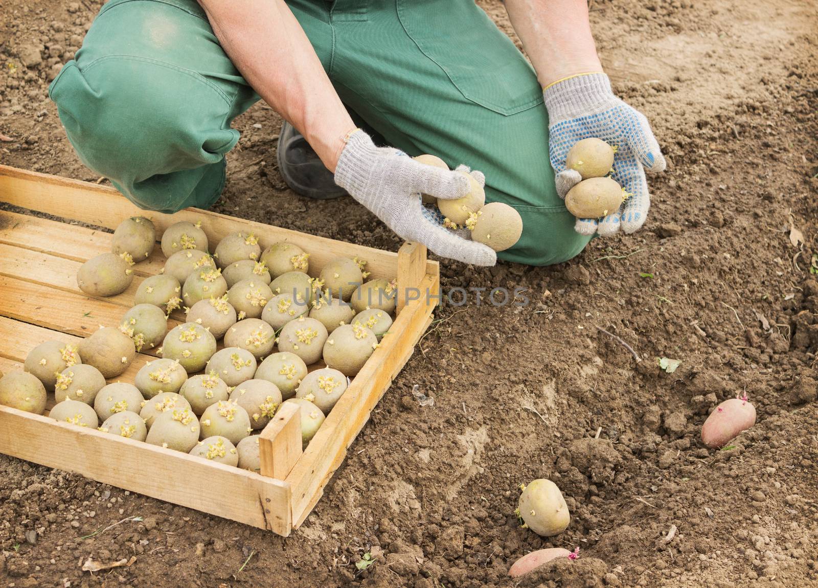 Farmer planting sprouts potatoes in the ground