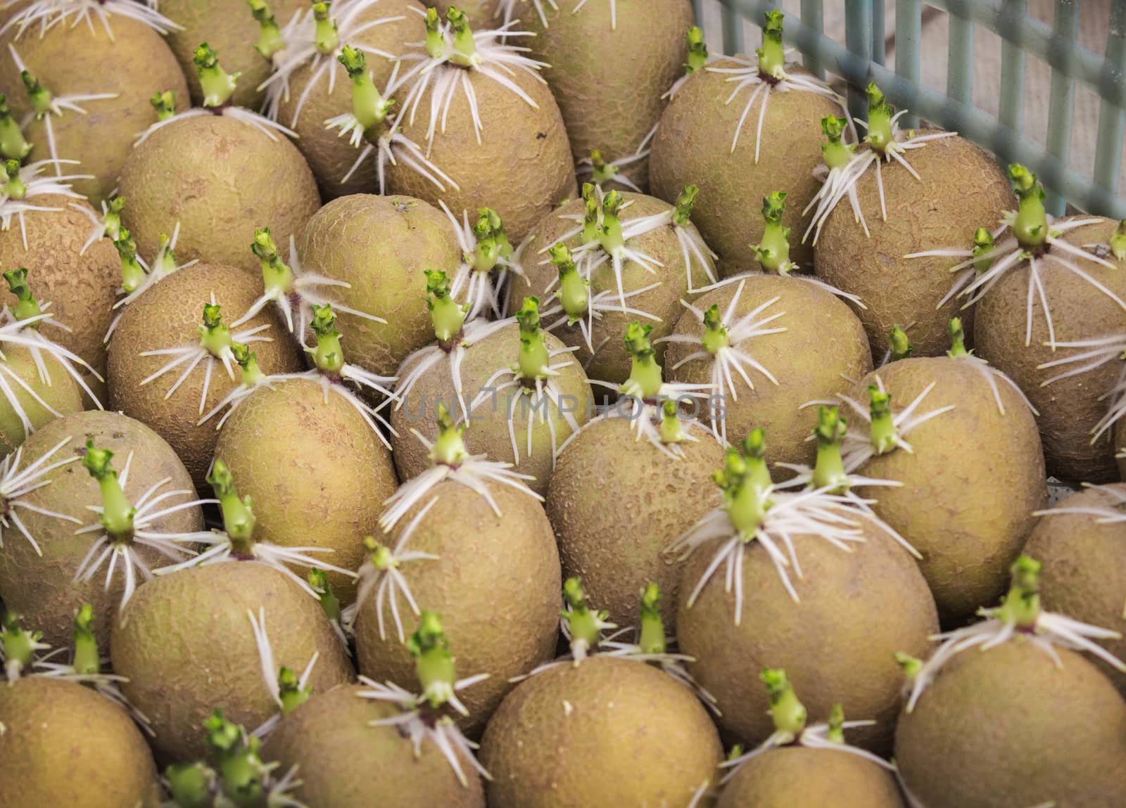 Many seeds germinated potato in a box