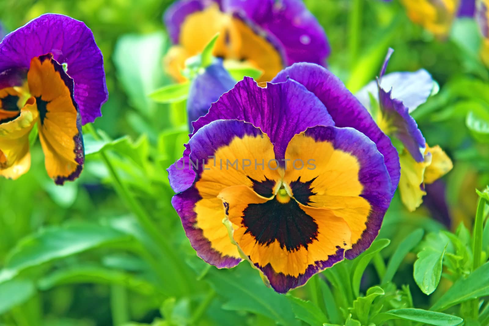 A close-up of a pansy in spring.