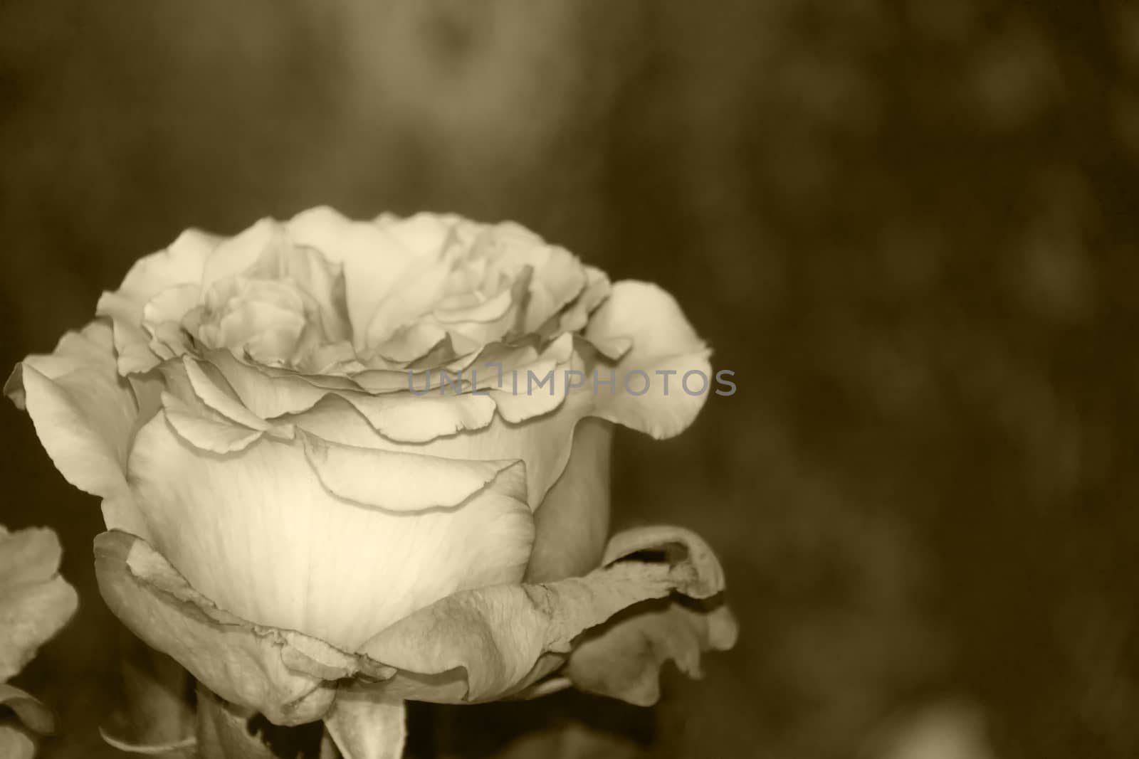 Many roses tied in a bouquet.