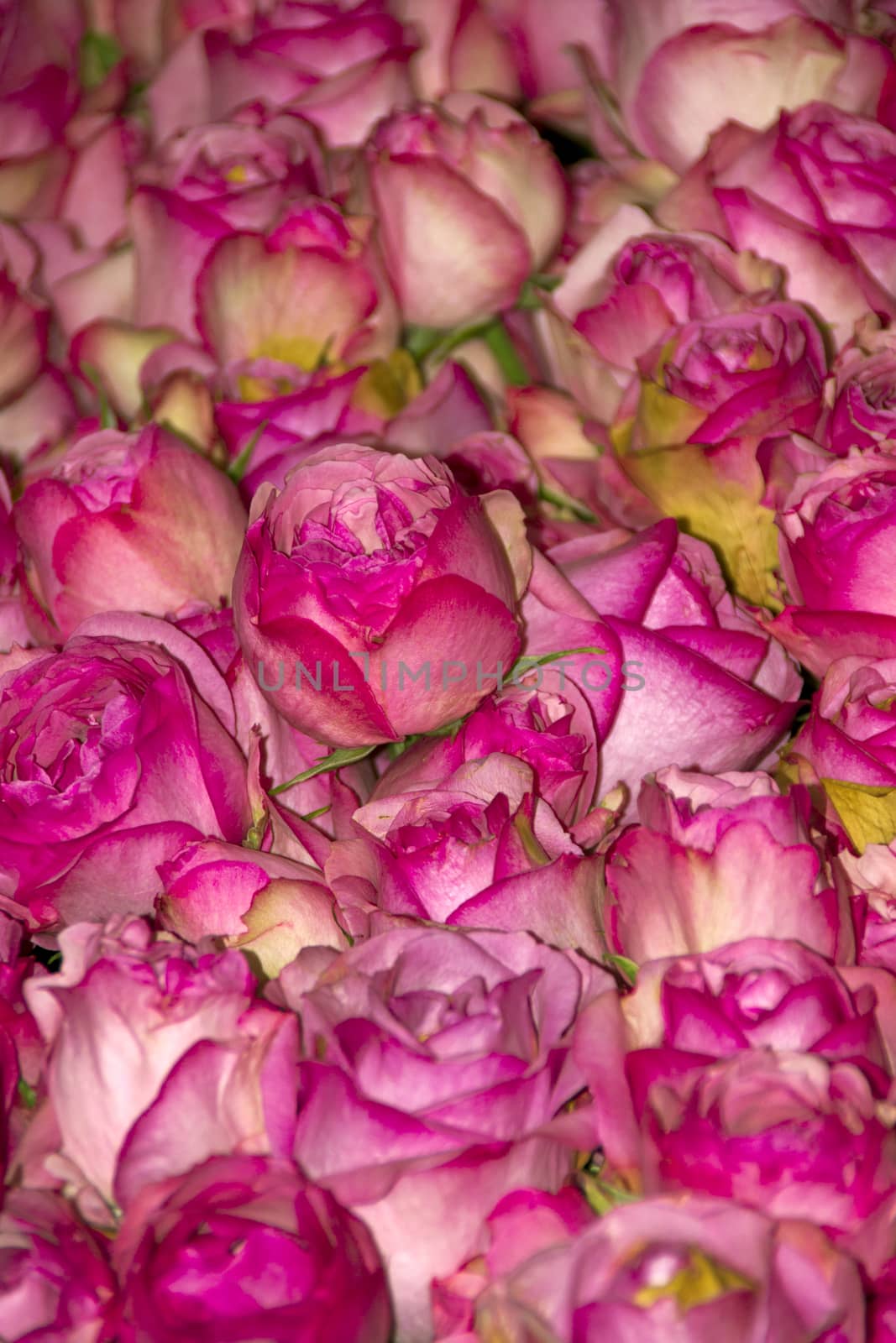 Many roses tied in a bouquet.