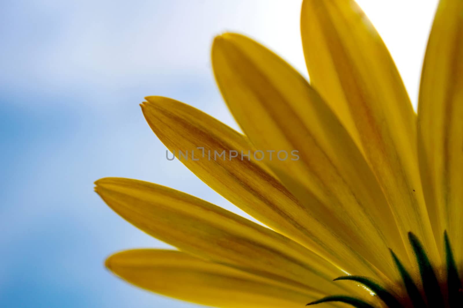 Blooming sunflowers in summer.