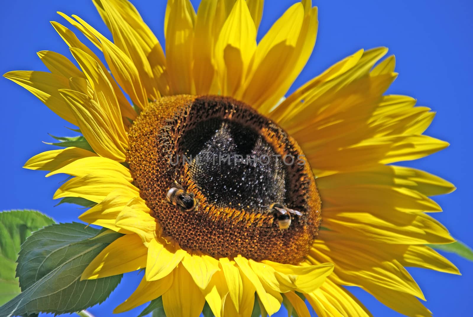 Blooming sunflowers in summer.