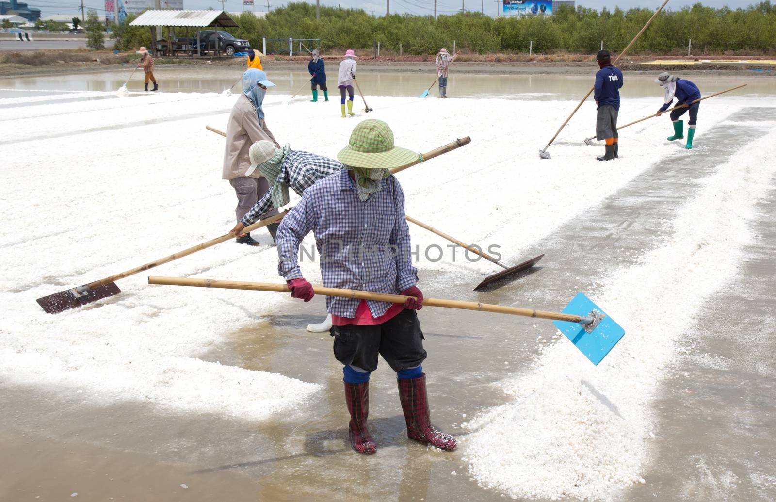 salt collecting in salt farm in Thailand by tisskananat